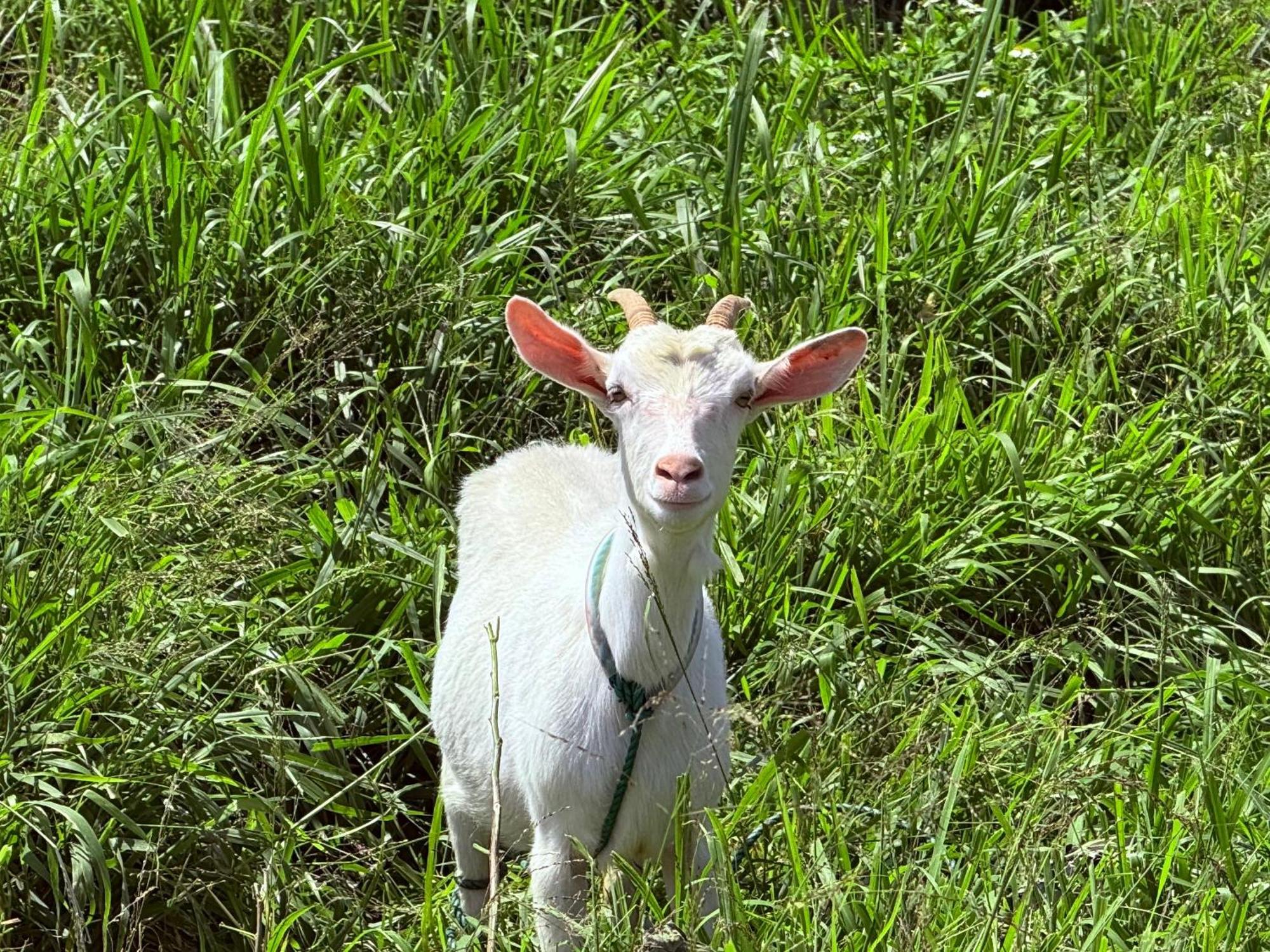 星降る夜と天然木の香りに包まれる新築癒しの隠れ家ishigaki Villa En えん מראה חיצוני תמונה